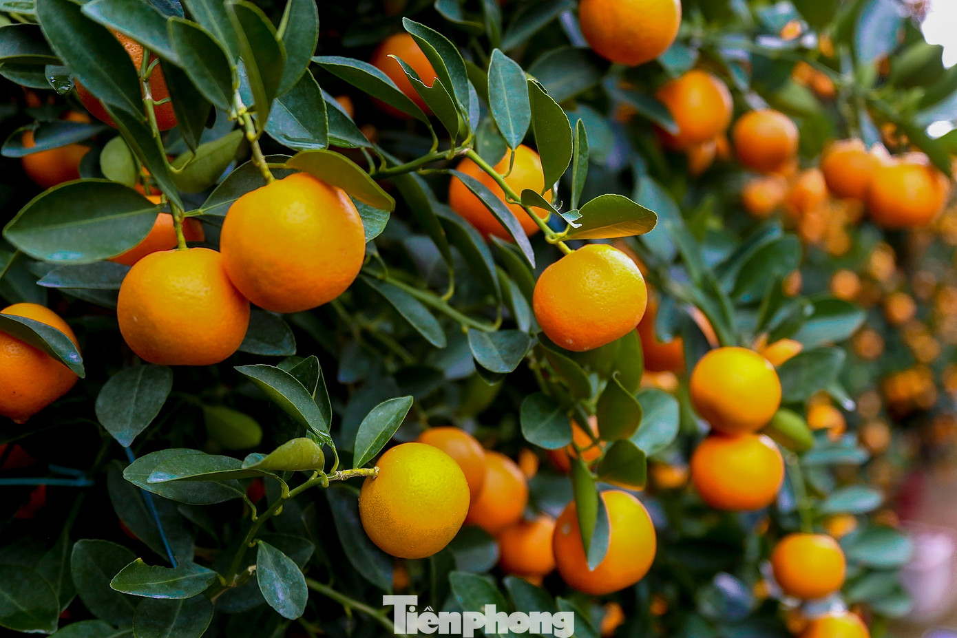 Quất 'khủng' giá hàng chục triệu đồng xuống phố đón Tết - Ảnh 8