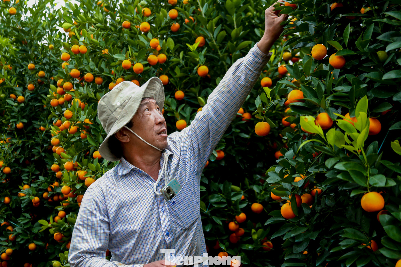 Quất 'khủng' giá hàng chục triệu đồng xuống phố đón Tết - Ảnh 6