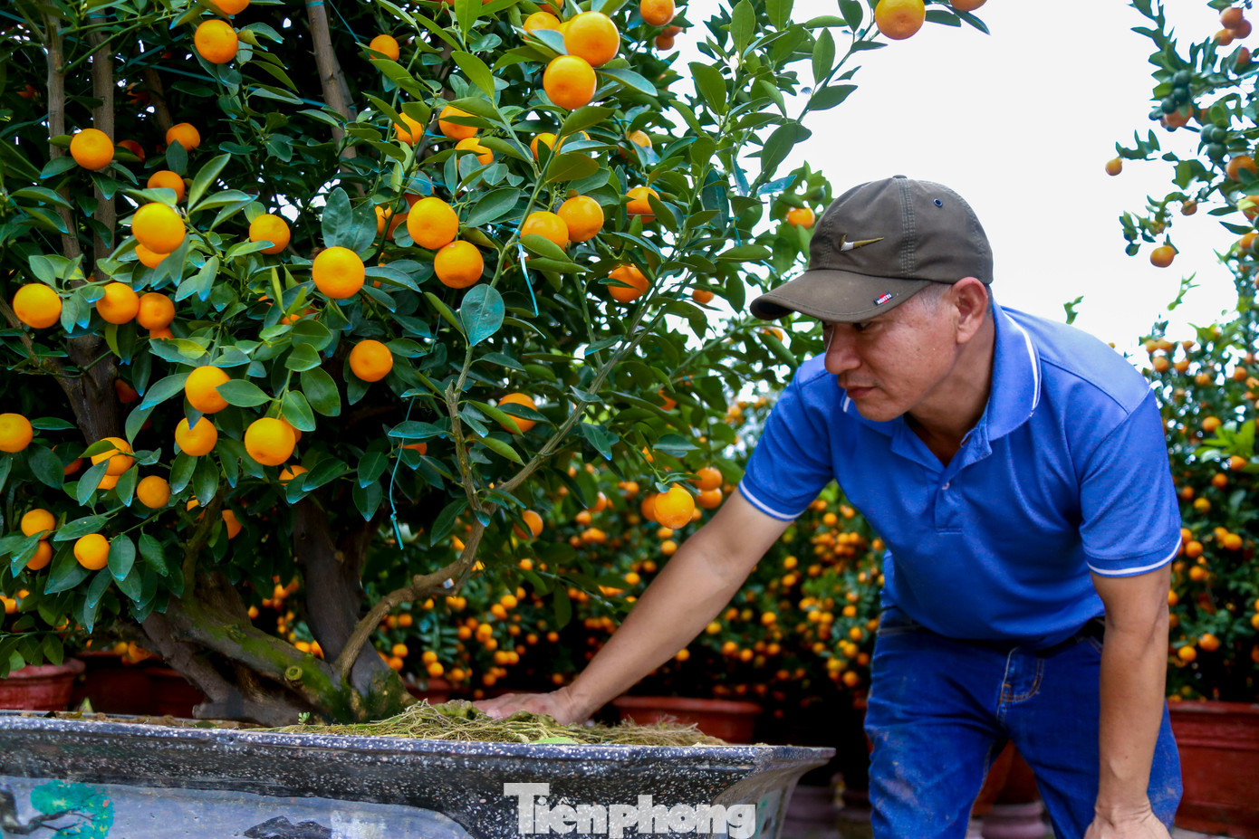 Quất 'khủng' giá hàng chục triệu đồng xuống phố đón Tết - Ảnh 5