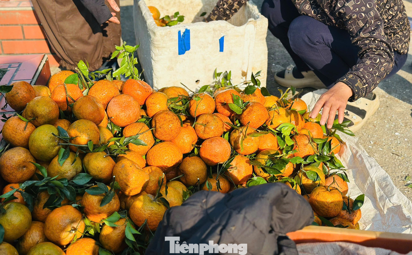 Cả xã nhộn nhịp thu hoạch cam bù ngày Tết - Ảnh 5