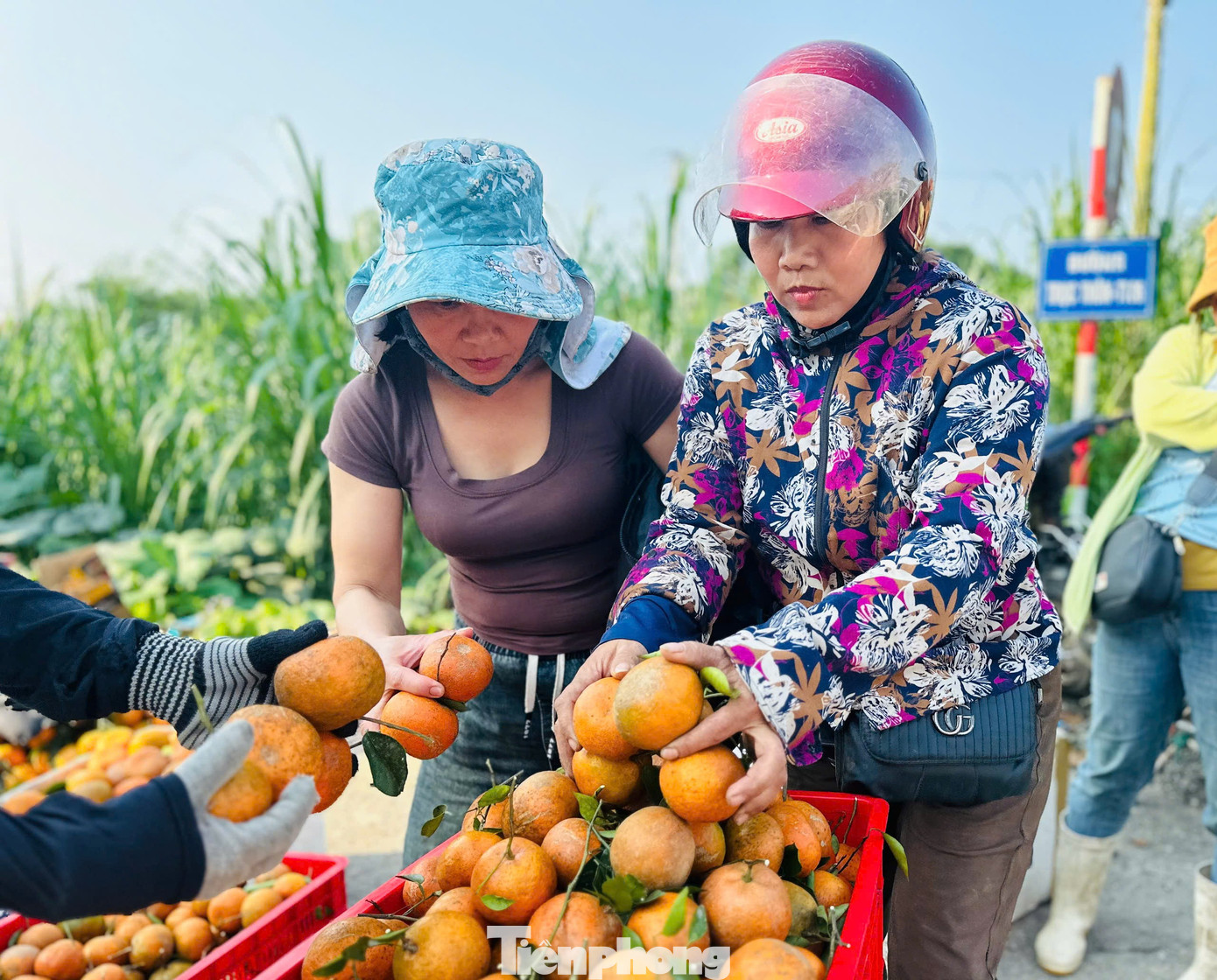 Cả xã nhộn nhịp thu hoạch cam bù ngày Tết - Ảnh 8