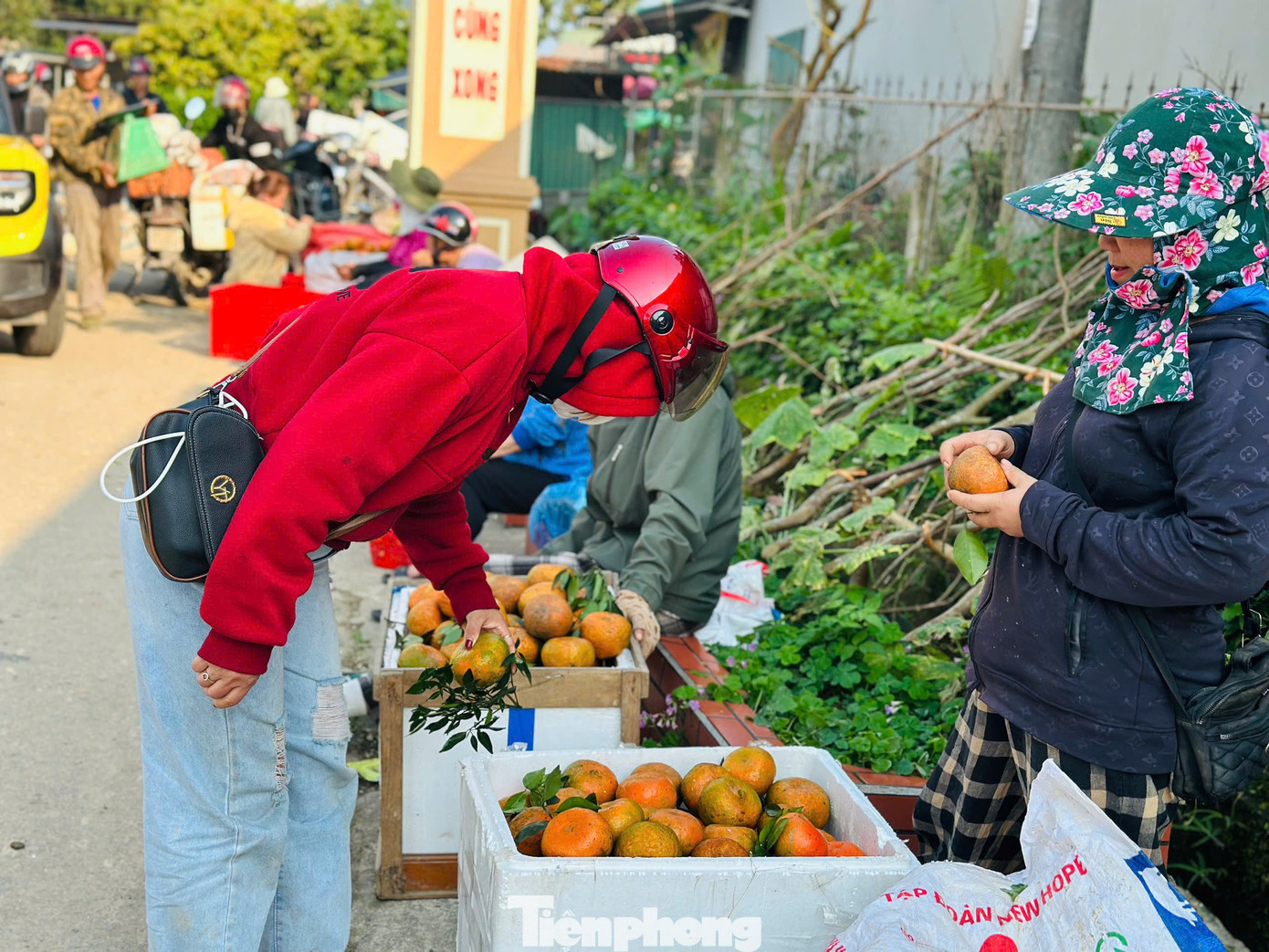 Cả xã nhộn nhịp thu hoạch cam bù ngày Tết - Ảnh 3