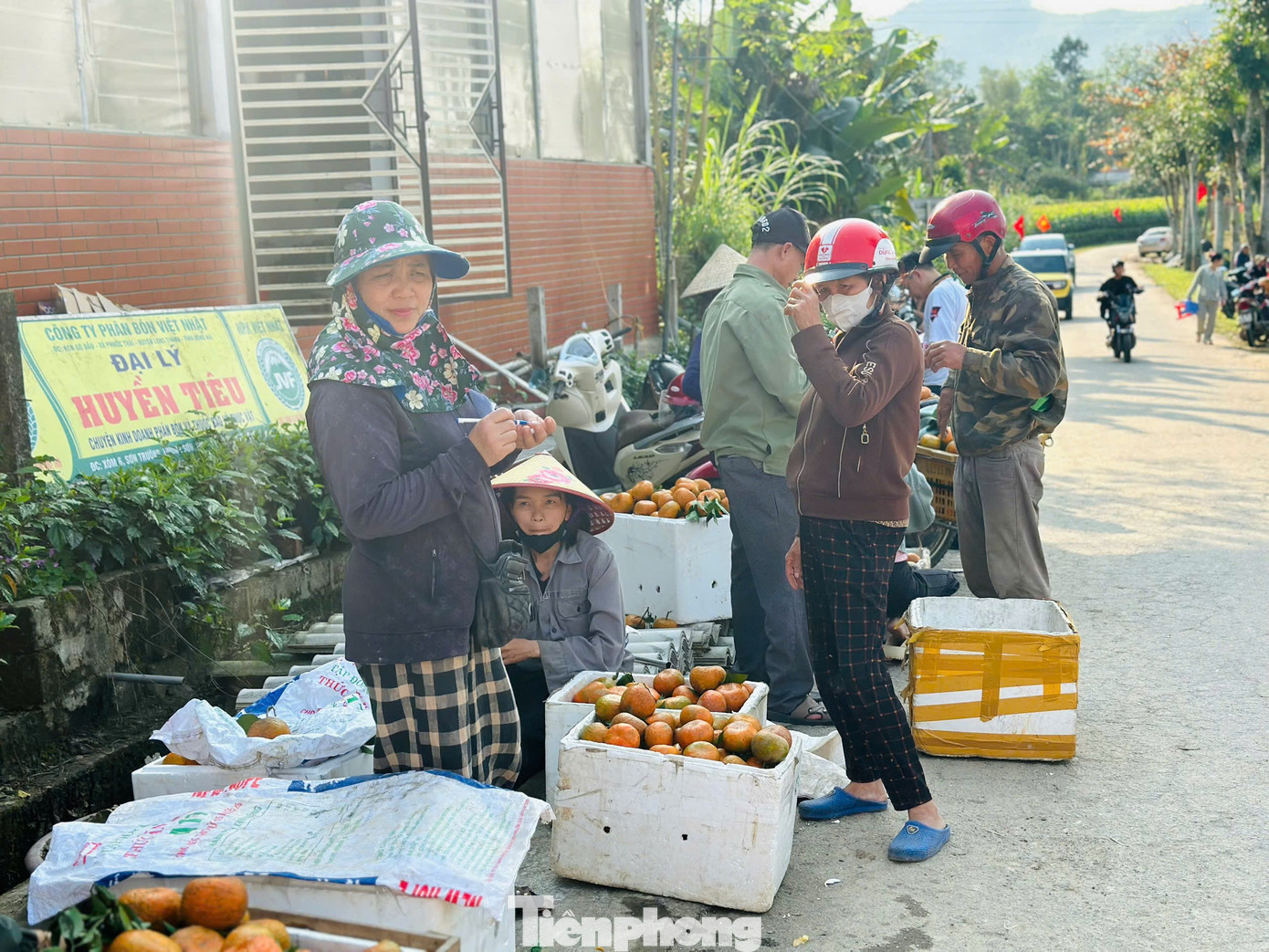 Cả xã nhộn nhịp thu hoạch cam bù ngày Tết - Ảnh 9