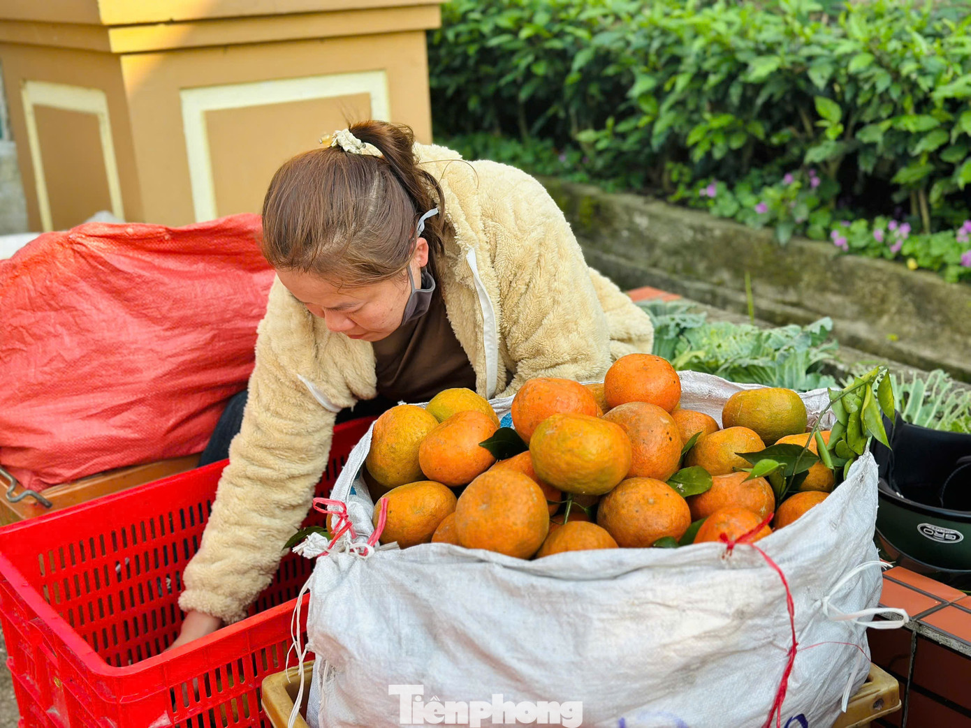 Cả xã nhộn nhịp thu hoạch cam bù ngày Tết - Ảnh 4