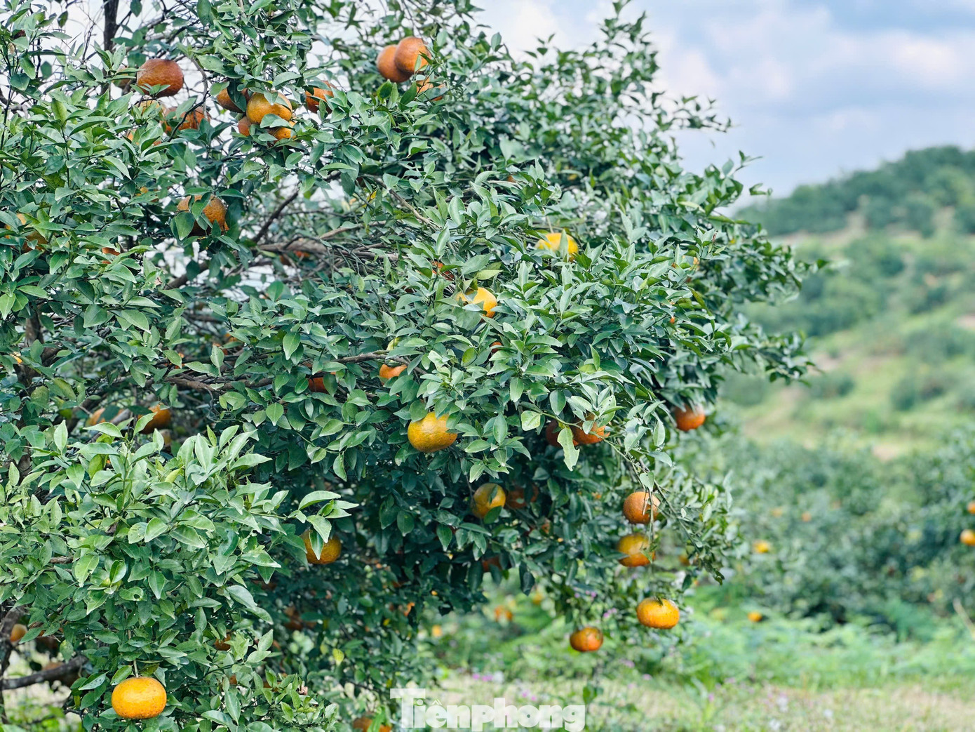 Cả xã nhộn nhịp thu hoạch cam bù ngày Tết - Ảnh 12