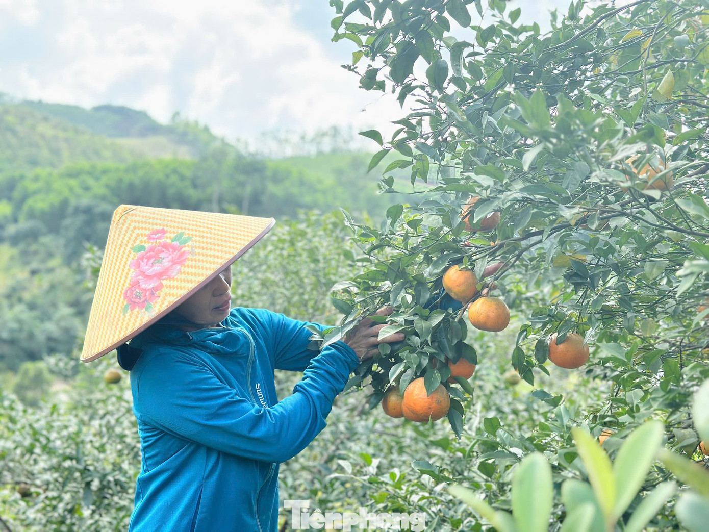 Cả xã nhộn nhịp thu hoạch cam bù ngày Tết - Ảnh 10