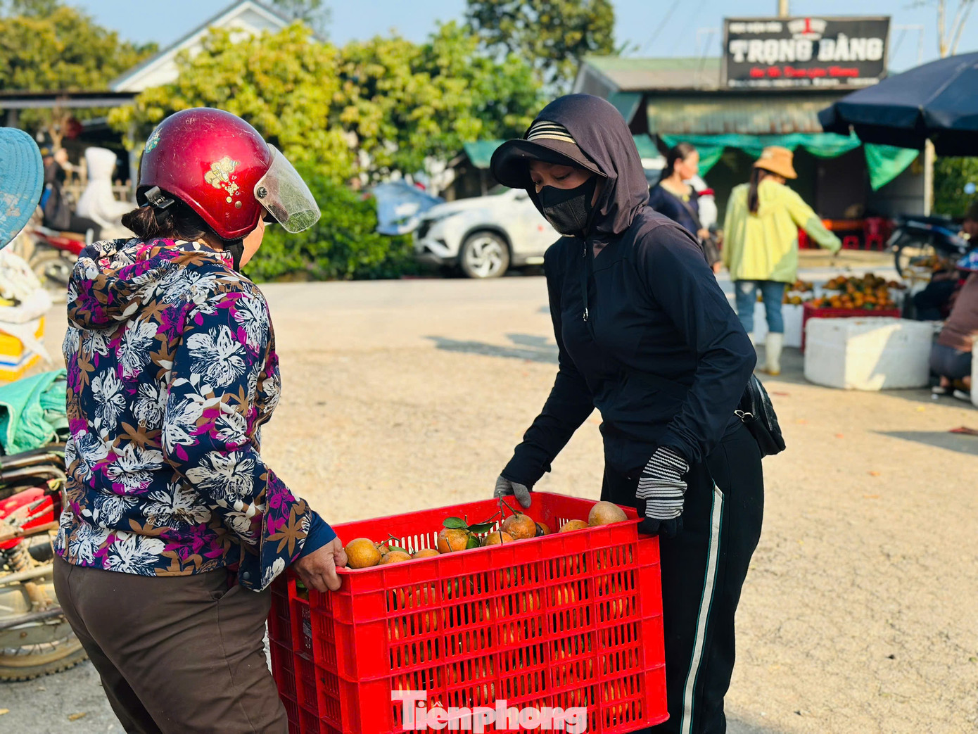 Cả xã nhộn nhịp thu hoạch cam bù ngày Tết - Ảnh 2