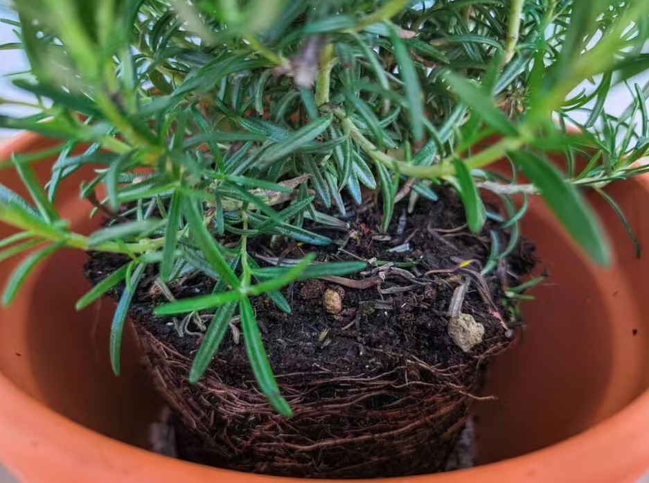 Sai lầm khi trồng cây trong chậu khiến cây nhanh chết: Người mới rất dễ mắc phải - Ảnh 2