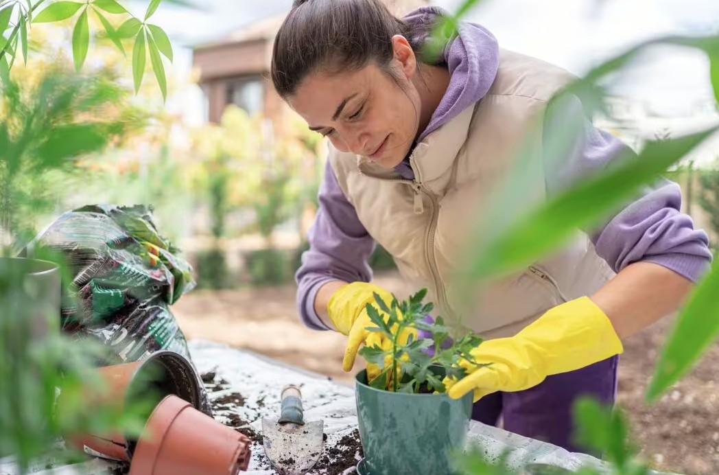 Sai lầm khi trồng cây trong chậu khiến cây nhanh chết: Người mới rất dễ mắc phải - Ảnh 1