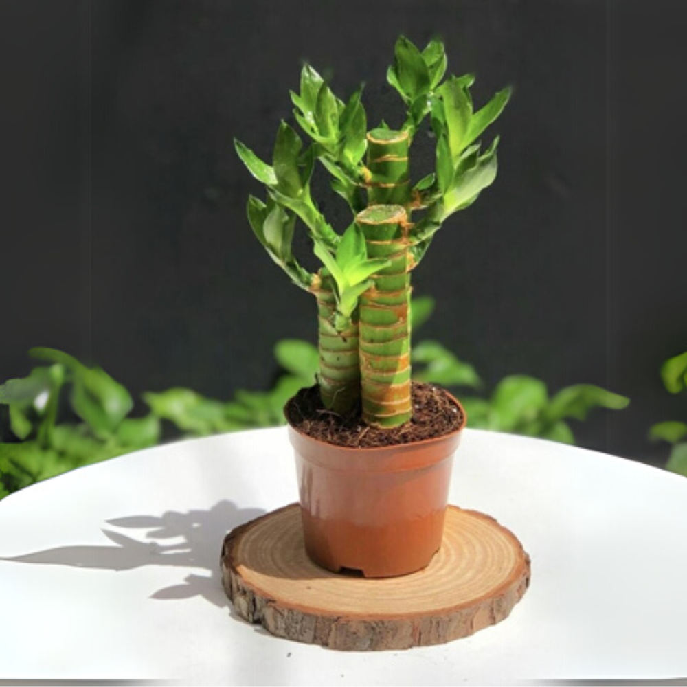 5 loại cây nên trồng trong nhà vào ngày vía Thần Tài - Ảnh 5