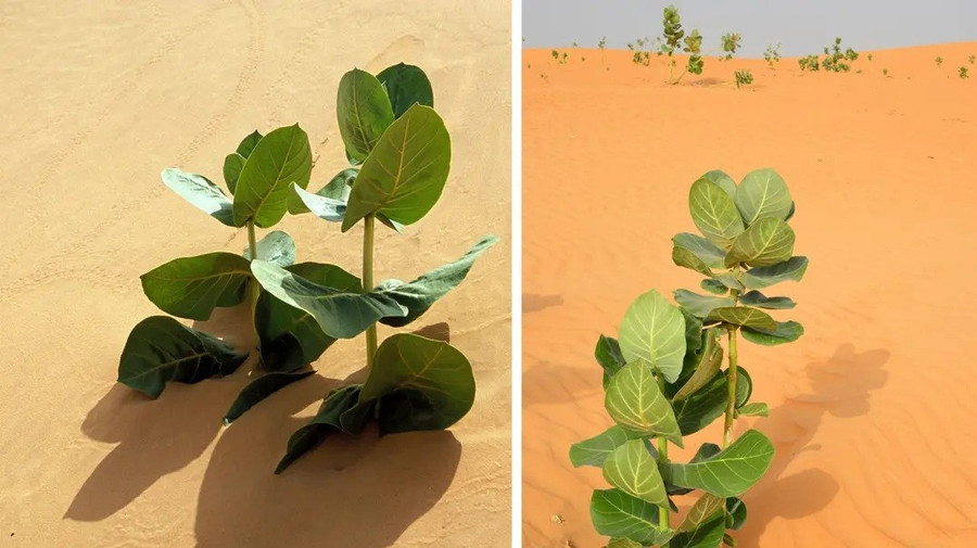 Trung Quốc biến sa mạc Gobi thành rừng cao su quân sự - Ảnh 1