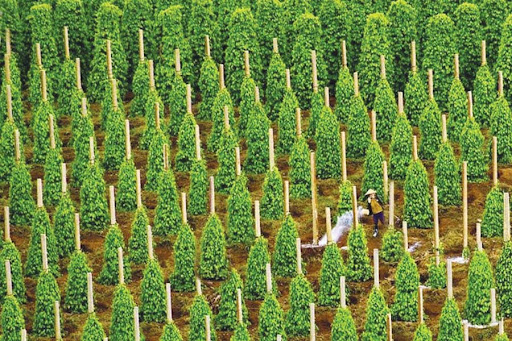 Thuế Mỹ siết chặt, 'vàng đen' của Việt Nam vẫn lập kỷ lục hơn 2 tỷ USD, các doanh nghiệp xuất khẩu tăng trưởng hàng nghìn % - Ảnh 1