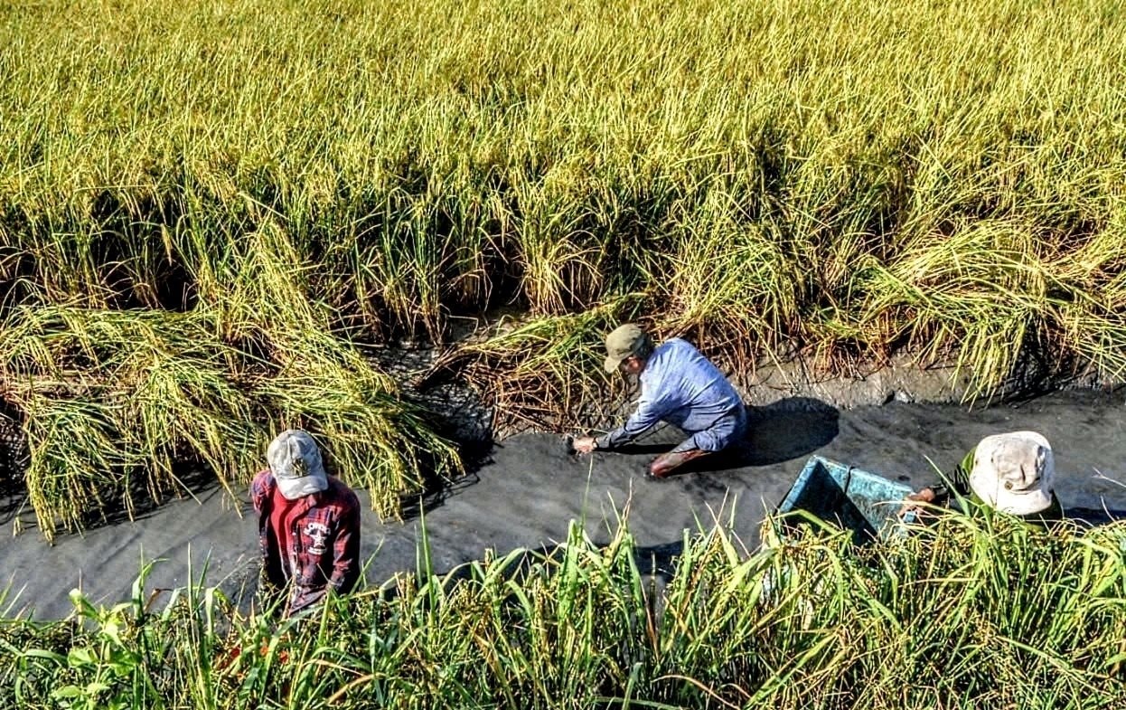 Chuyện lạ Cà Mau: Nuôi loài ‘thuỷ quái’ xanh biếc cùng với lúa, dân thu lãi kỷ lục chưa từng có - Ảnh 1