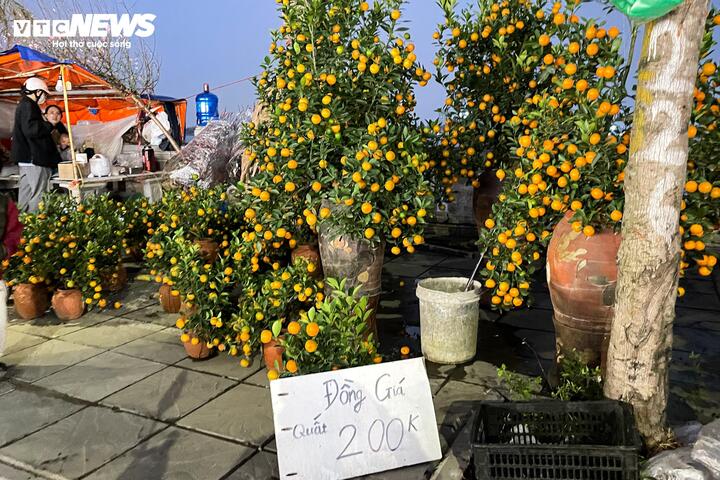Giữa cao điểm sát Tết 2026, tiểu thương bất ngờ xả đào, quất thu hồi vốn - Ảnh 2