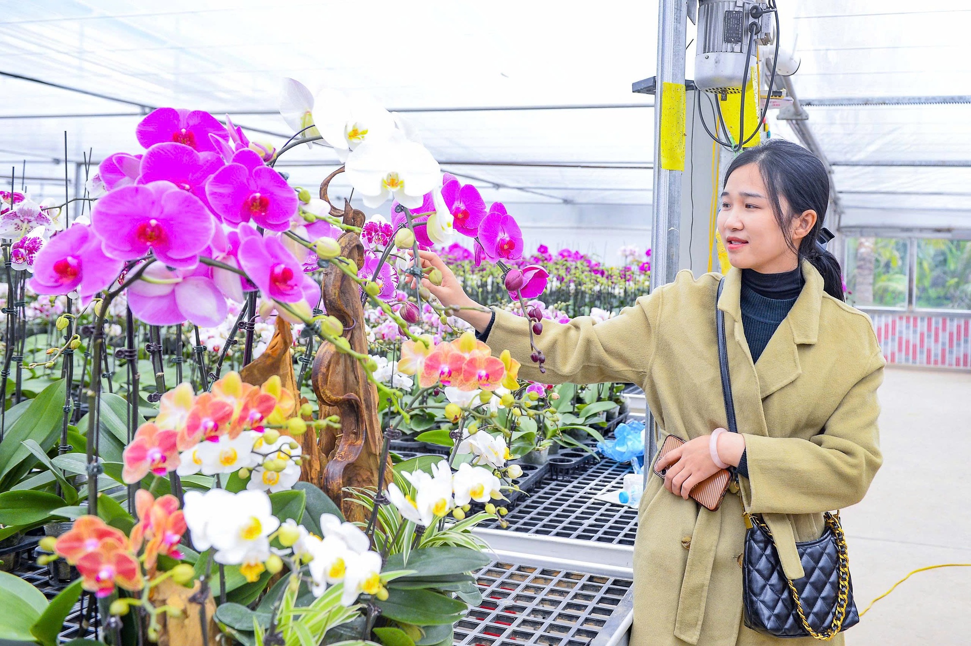 Đầu tư 10 tỉ đồng trồng loài hoa "quý tộc" bán cho người dân chơi Tết - Ảnh 8