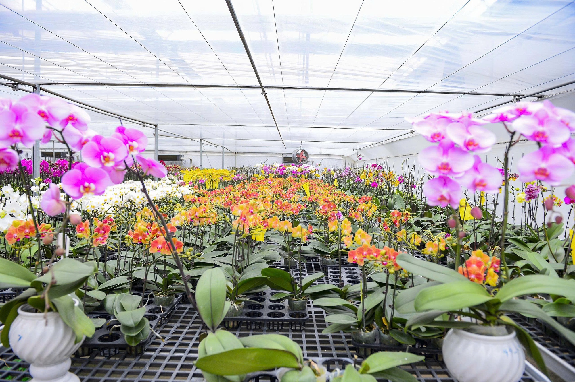 Đầu tư 10 tỉ đồng trồng loài hoa "quý tộc" bán cho người dân chơi Tết - Ảnh 7