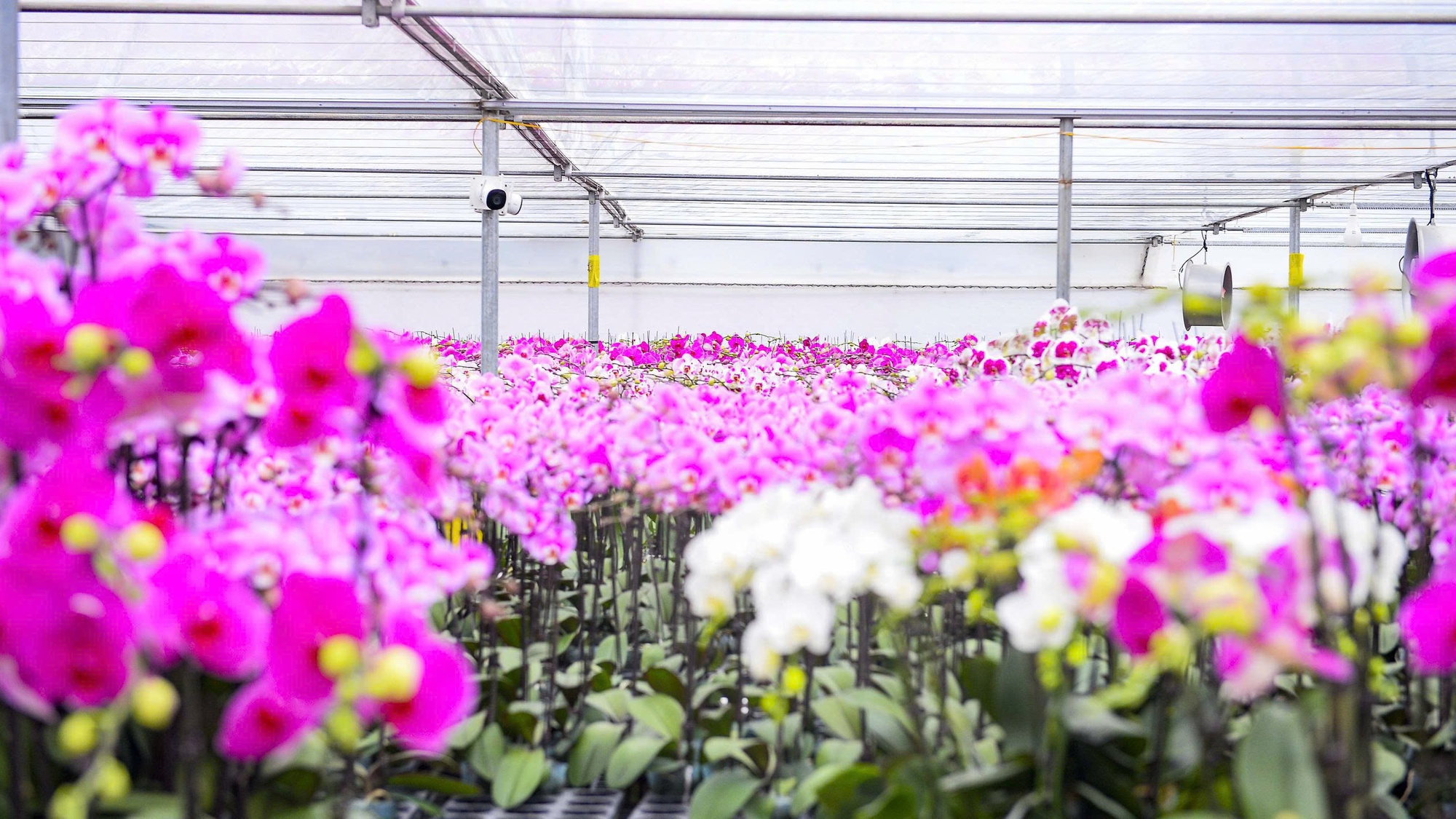 Đầu tư 10 tỉ đồng trồng loài hoa "quý tộc" bán cho người dân chơi Tết - Ảnh 2