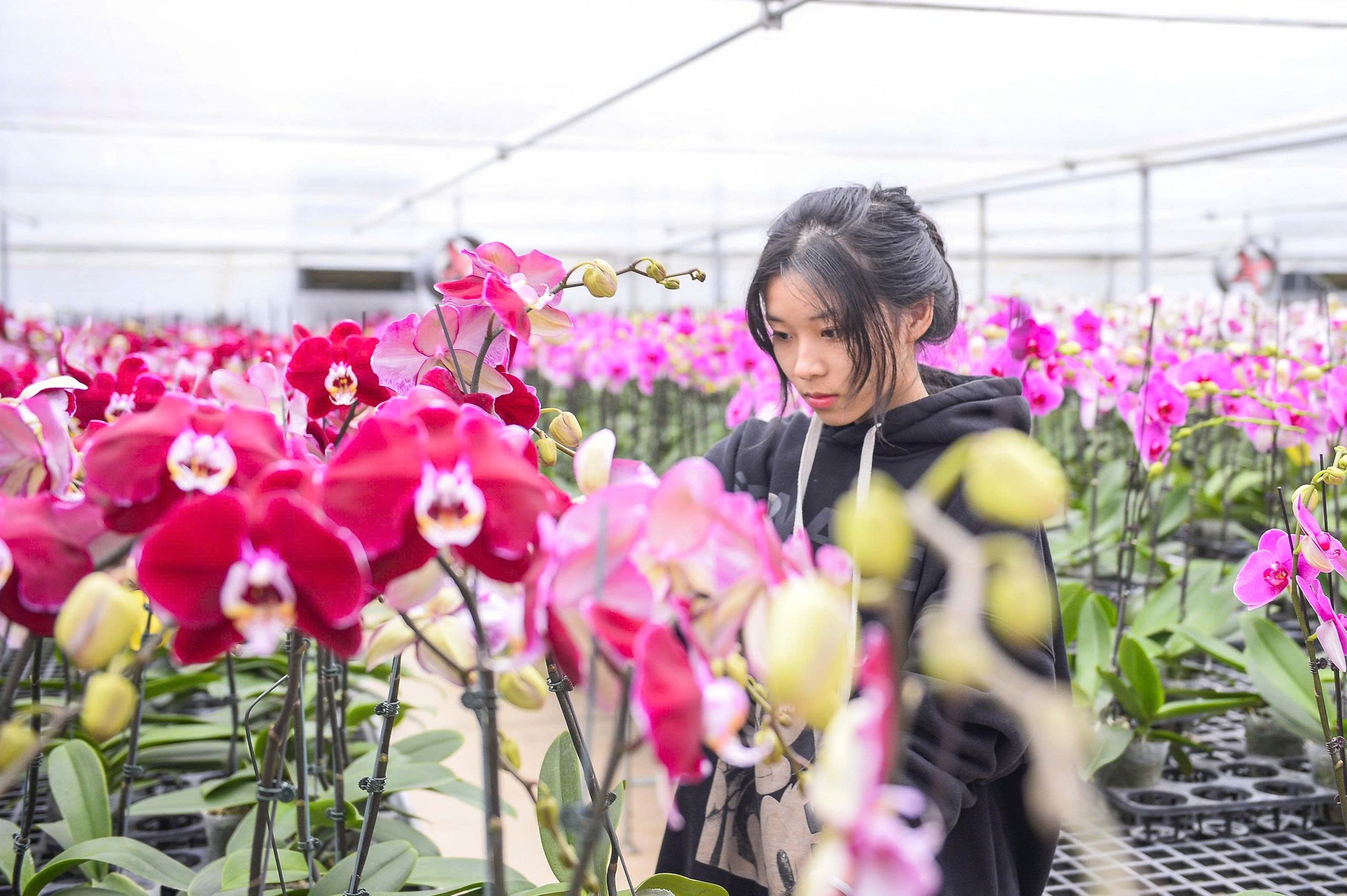 Đầu tư 10 tỉ đồng trồng loài hoa "quý tộc" bán cho người dân chơi Tết - Ảnh 3