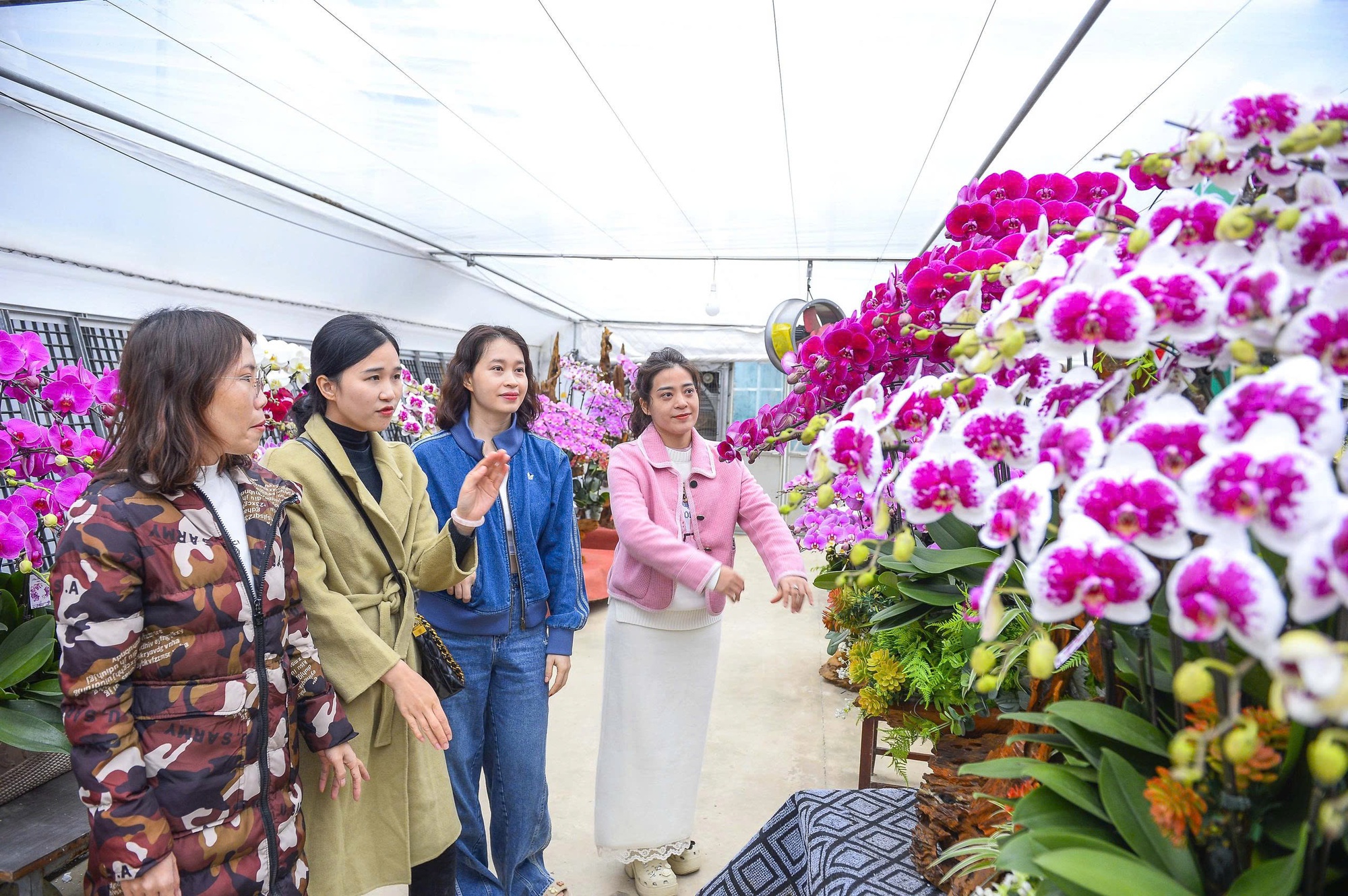 Đầu tư 10 tỉ đồng trồng loài hoa "quý tộc" bán cho người dân chơi Tết - Ảnh 14