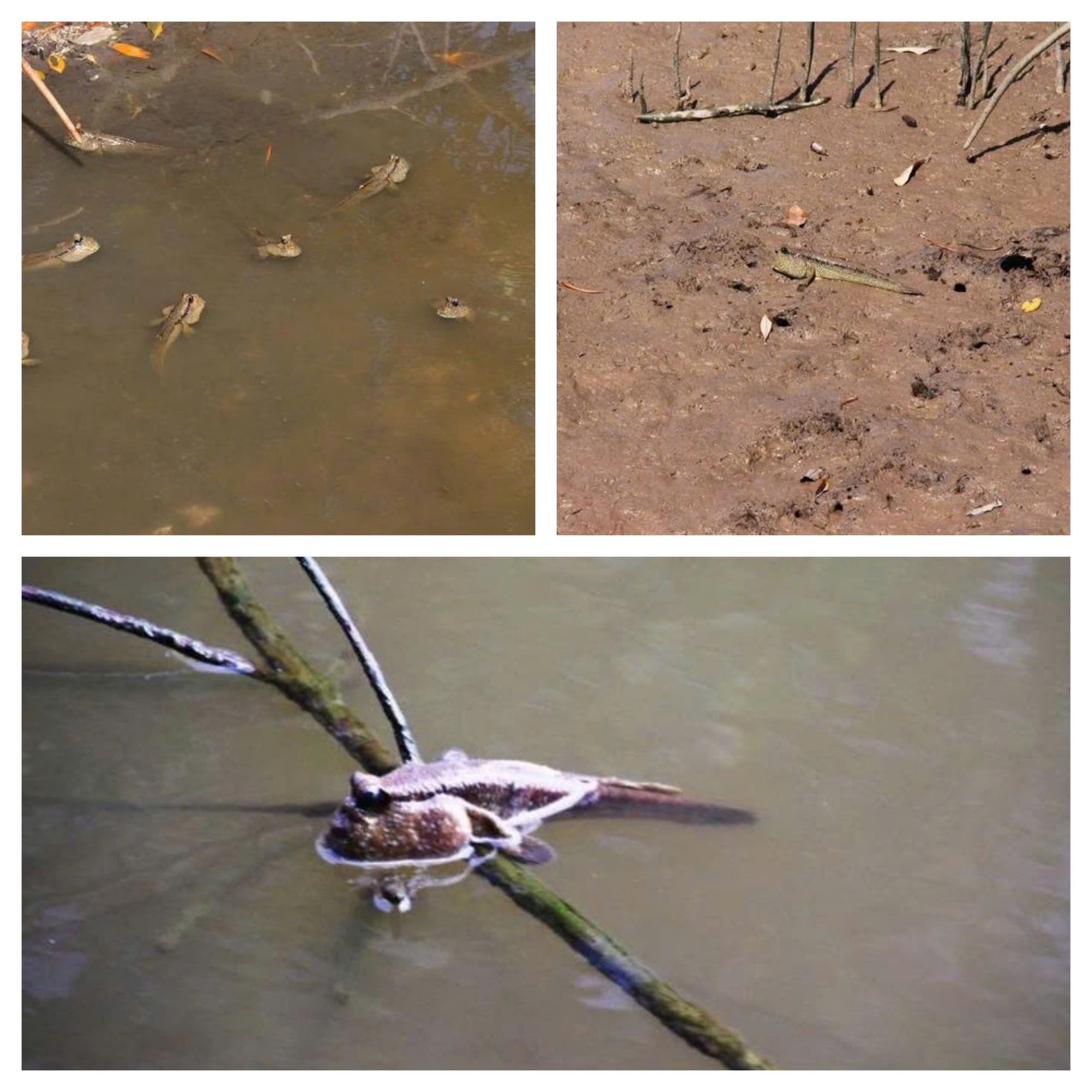 Cận Tết, khô cá "biết leo cây" có giá 600.000 đồng/kg - Ảnh 2