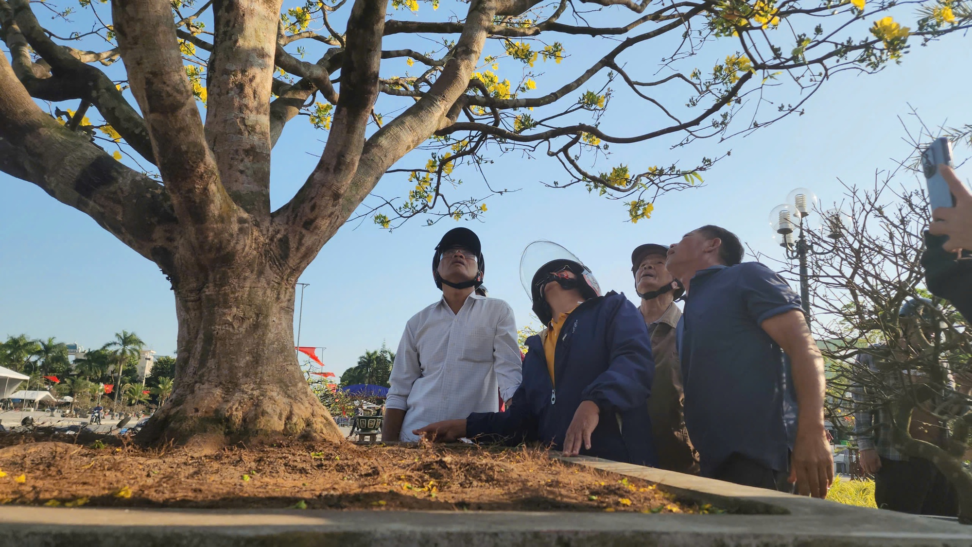 Ngắm cây mai được trả giá hơn 1 tỉ đồng, chủ nhân chưa muốn bán - Ảnh 6