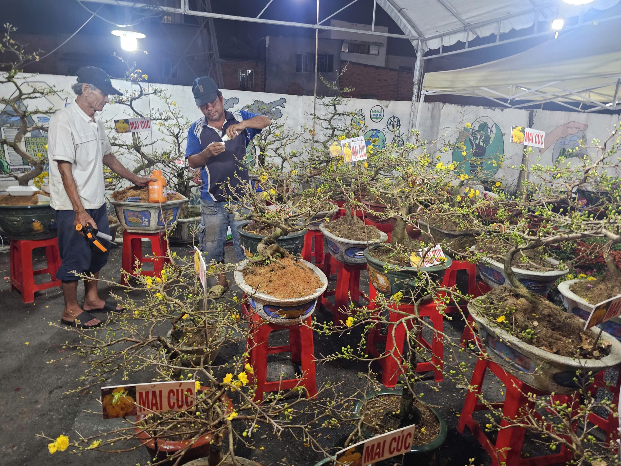 Hoa Tết giá rẻ 50.000 - 100.000 đồng/chậu cháy hàng - Ảnh 5