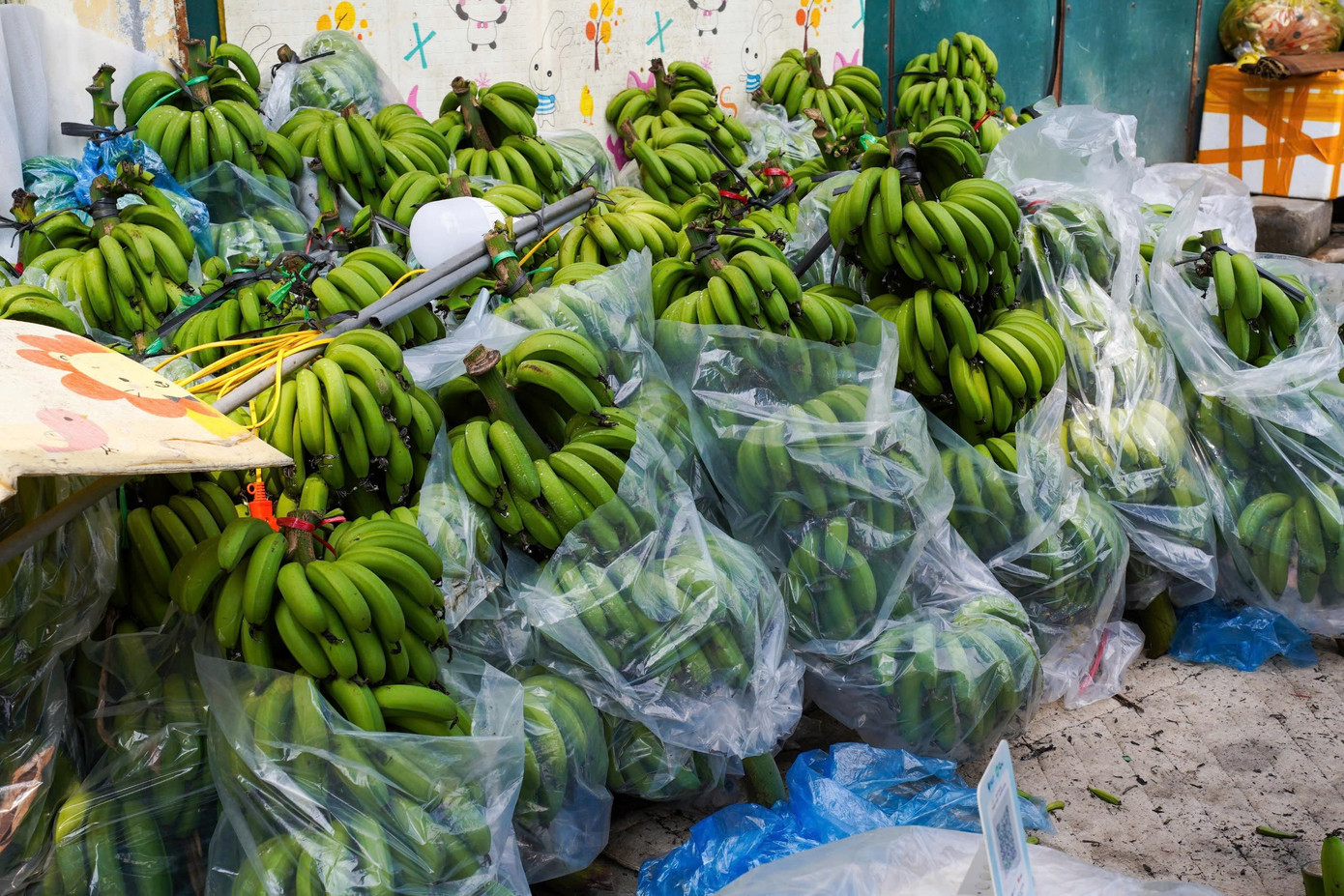 Chuối xanh 28 Tết: Từ nửa triệu ‘rơi’ xuống 30.000 đồng vẫn ế - Ảnh 11