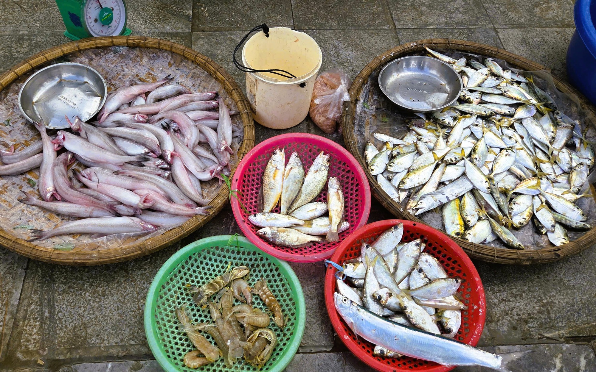 Gần 1 triệu đồng/kg cá khoai, ngư dân hồ hởi "xông biển" ngày đầu năm mới - Ảnh 4