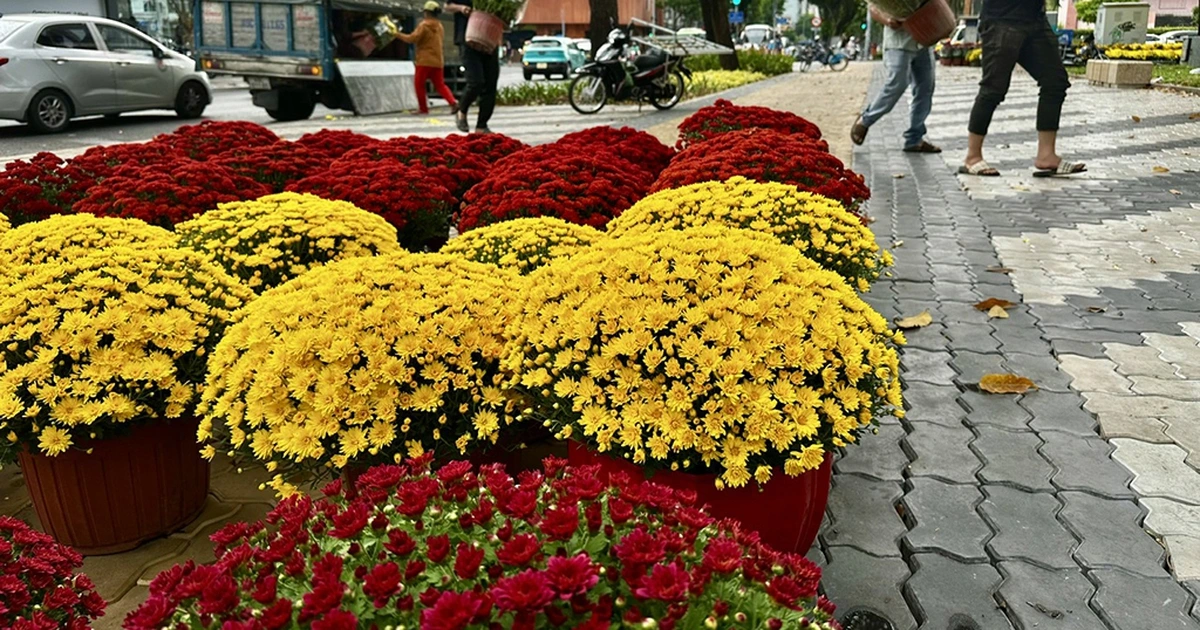 Hoa tết mọi miền khoe sắc giữa lòng TP.HCM