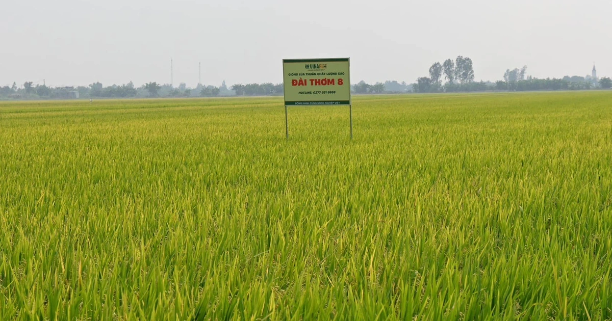 Gạo Đài Thơm 8 được đề xuất làm chuẩn tham chiếu thuế nhập khẩu tại Philippines