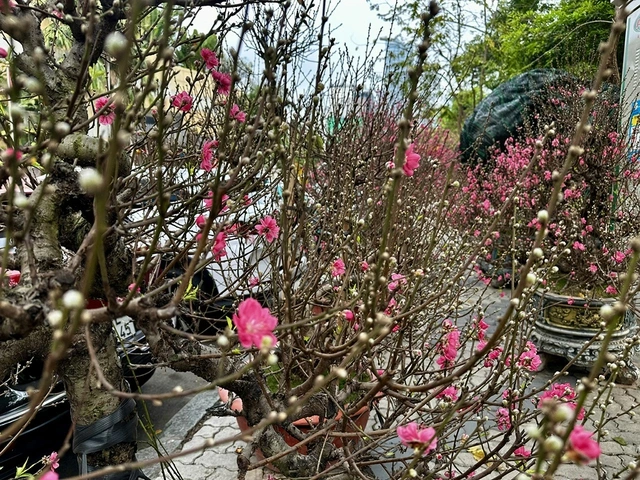 Hoa tết mọi miền khoe sắc giữa lòng TP.HCM - Ảnh 2