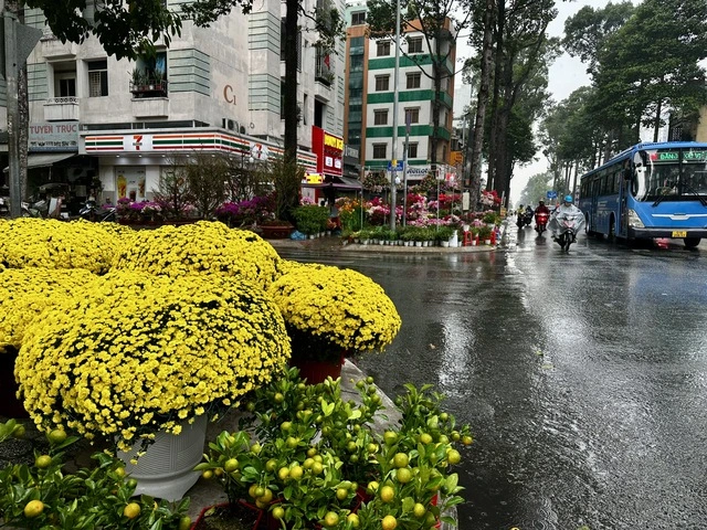 TP.HCM lại xuất hiện mưa trái mùa, nhà vườn lo mất xuân - Ảnh 3