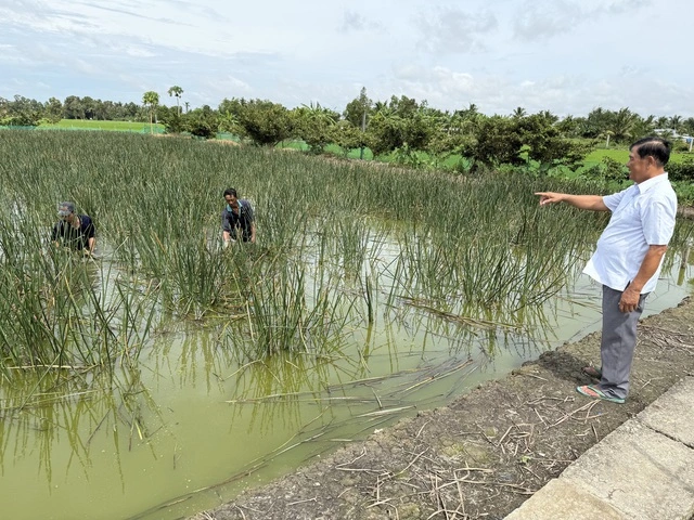 Làm giàu từ 'cỏ dại' ở vùng đất phèn mặn - Ảnh 3