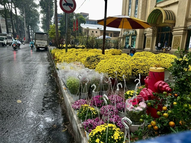 TP.HCM lại xuất hiện mưa trái mùa, nhà vườn lo mất xuân - Ảnh 4