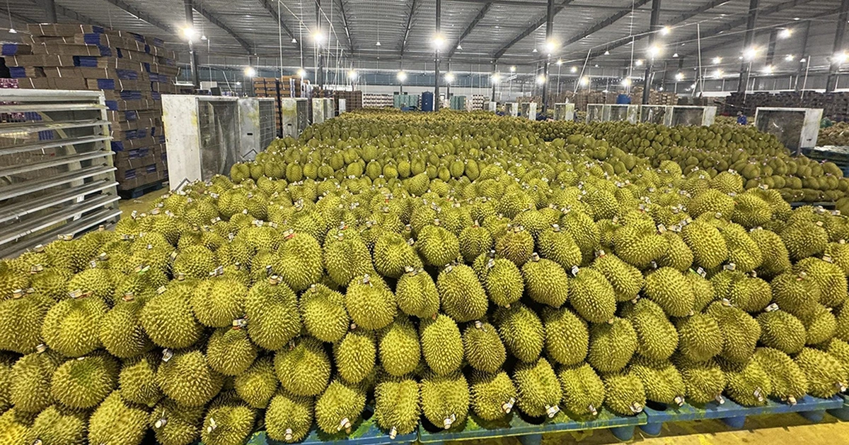 Trung Quốc tăng mua, giá sầu riêng tăng sốc