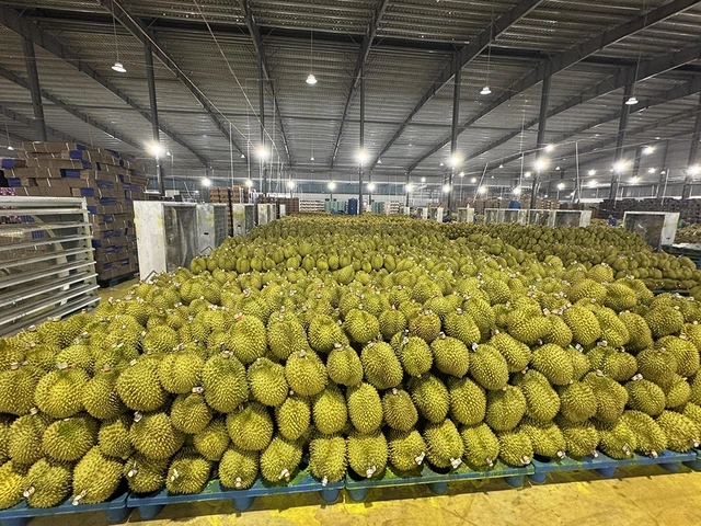 Trung Quốc tăng mua, giá sầu riêng tăng sốc - Ảnh 1