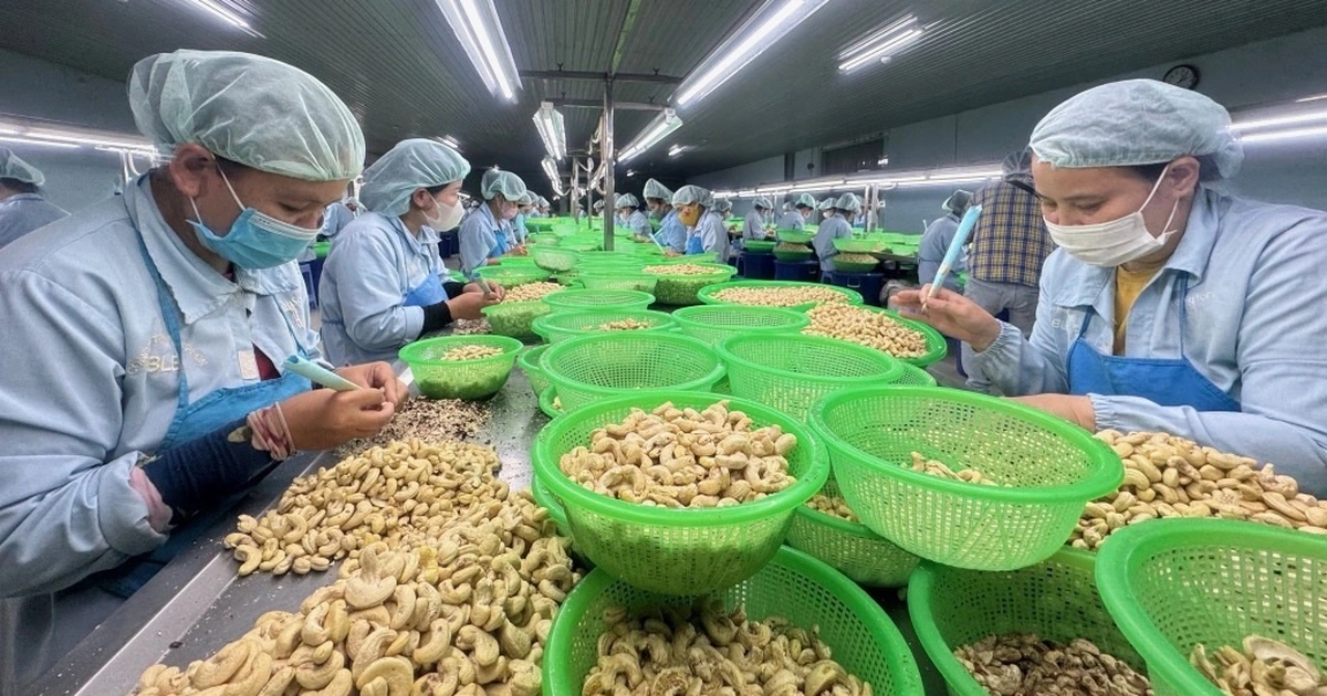 Rất lâu nữa ngành điều Châu Phi mới đuổi kịp Việt Nam