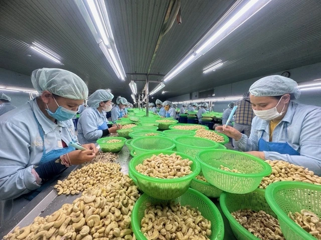 Rất lâu nữa ngành điều Châu Phi mới đuổi kịp Việt Nam - Ảnh 1