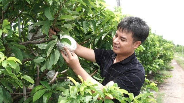 Mãng cầu - 'nông sản hạng sang' và mùa tết hốt bạc dưới chân núi Bà Đen - Ảnh 1