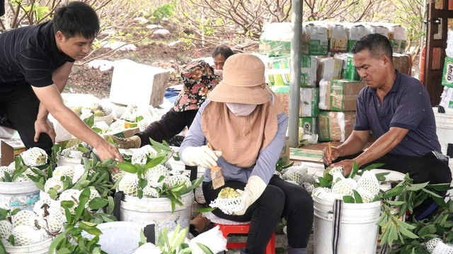 Mãng cầu - 'nông sản hạng sang' và mùa tết hốt bạc dưới chân núi Bà Đen - Ảnh 4