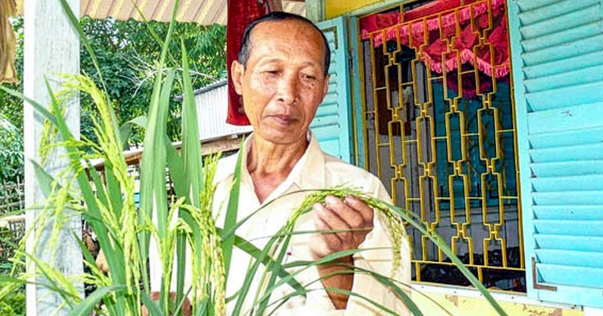 Hành trình hồi sinh gạo đỏ đặc sản miền Tây