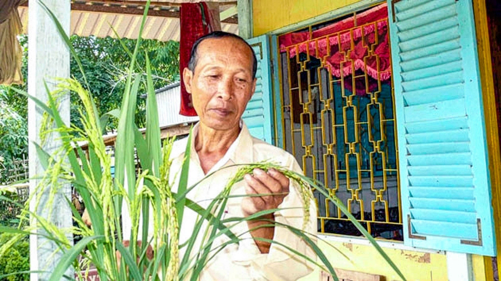 Hành trình hồi sinh gạo đỏ đặc sản miền Tây - Ảnh 1