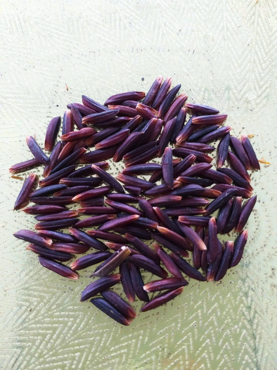 Hành trình hồi sinh gạo đỏ đặc sản miền Tây - Ảnh 3