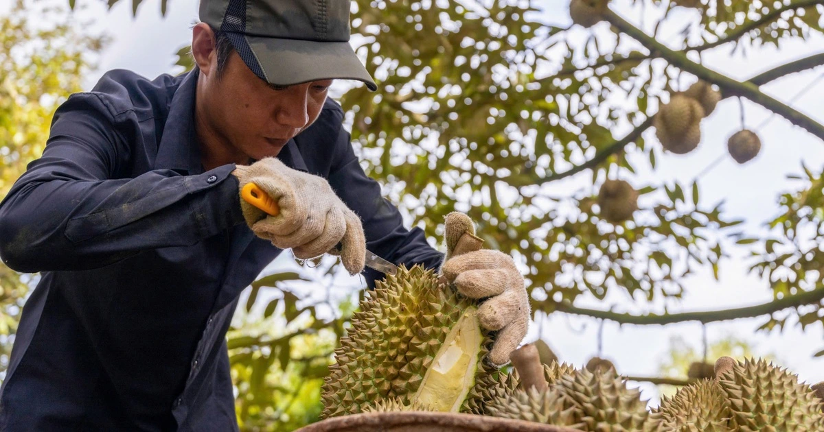 Nông sản Việt tiến thẳng vào kỷ nguyên xanh