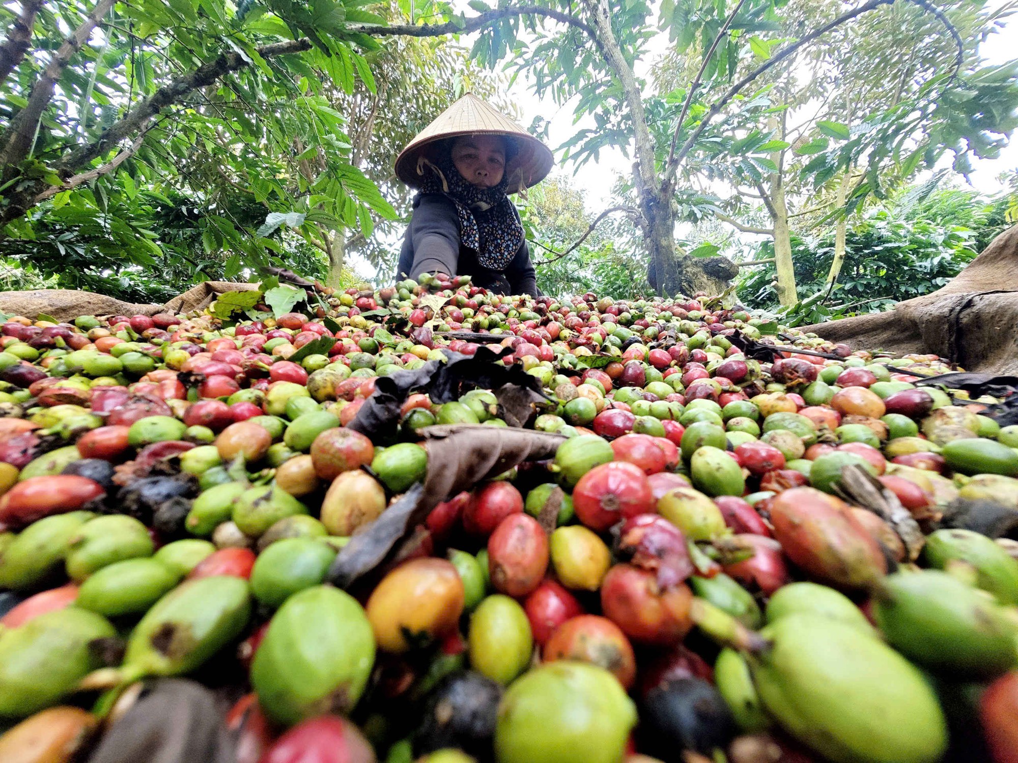 Nông sản Việt tiến thẳng vào kỷ nguyên xanh - Ảnh 2