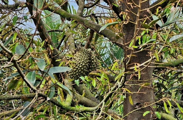 Vì sao giá sầu riêng 'nhảy múa' ngay những ngày đầu tháng giêng? - Ảnh 1