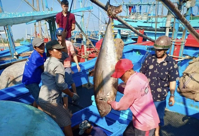 Quyết liệt gỡ 'thẻ vàng' IUU - Ảnh 2