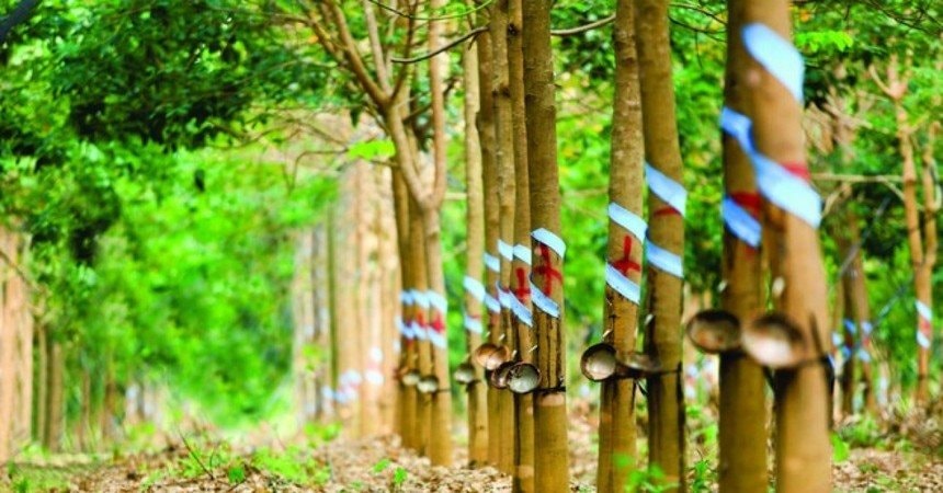 Một doanh nghiệp đặt mục tiêu lợi nhuận năm 2026 tăng hơn 150% so với năm trước nhờ khoản tiền đền bù từ công ty thành viên của THACO - Ảnh 1