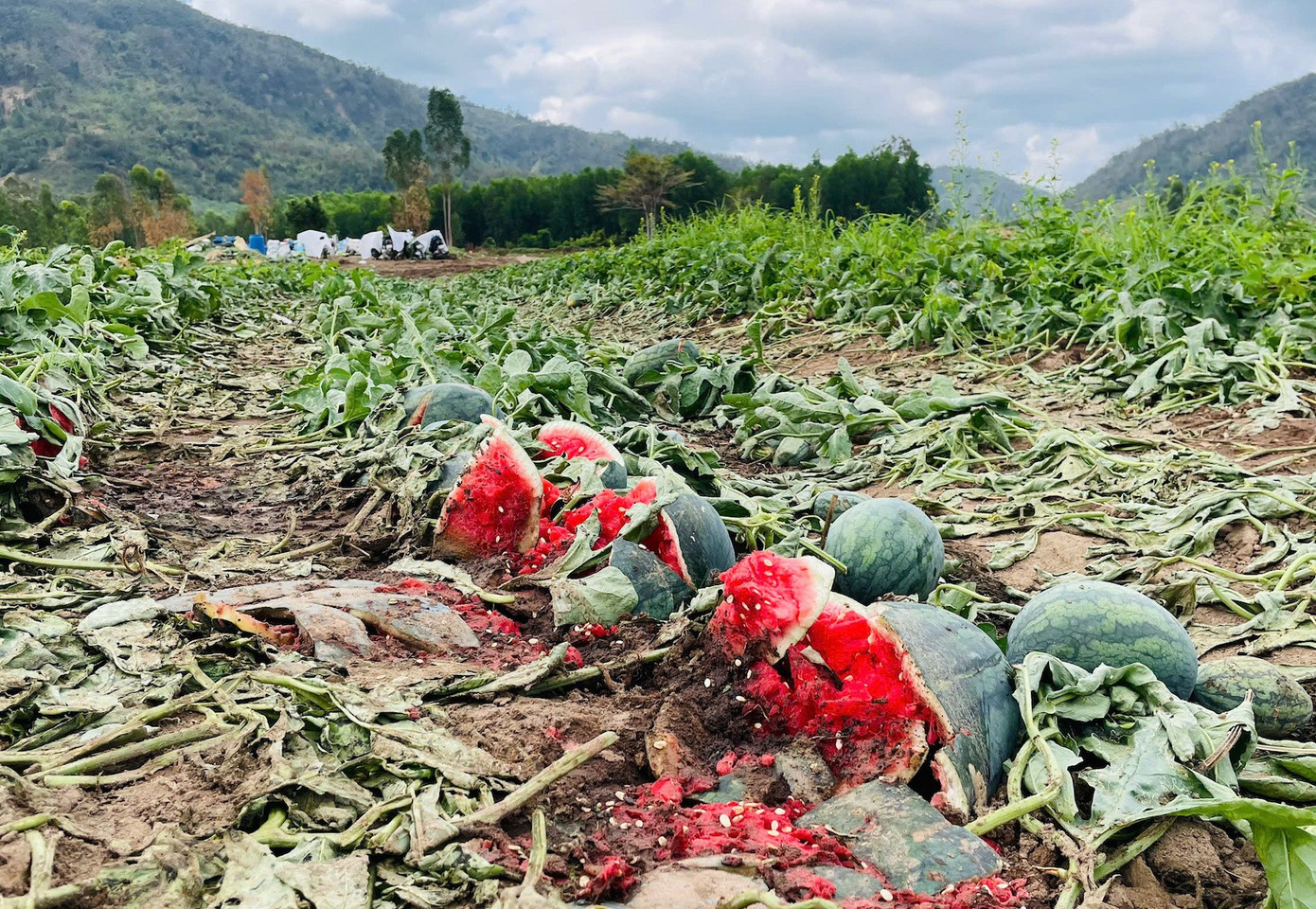 Dưa hấu rớt giá thê thảm, cắt lỗ 1.000 đồng/kg - Ảnh 4