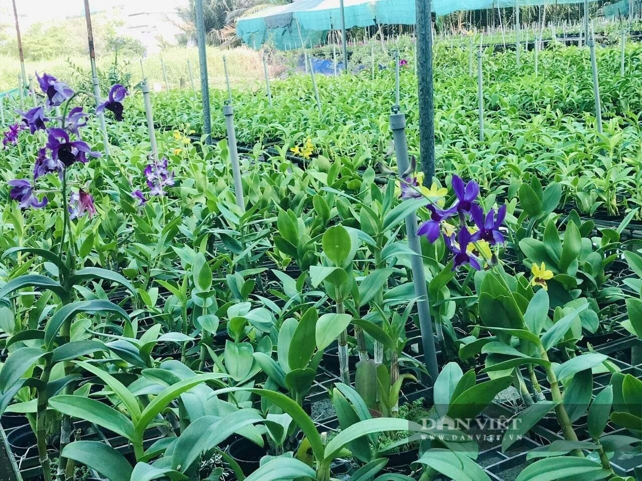 Kỳ lạ vườn cây "không có ngày nghỉ" ở TP HCM: Lão nông chỉ cần chạm màn hình mang về doanh thu 2 tỷ đồng/năm - Ảnh 1